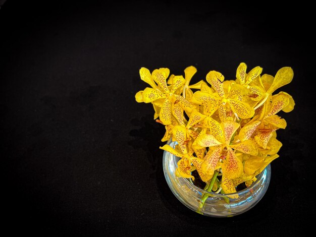 flor de orquídea amarilla sobre fondo negro