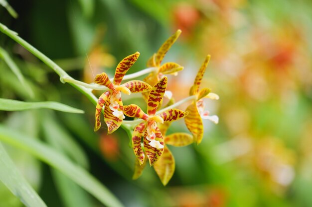 Foto flor de orquídea amarilla