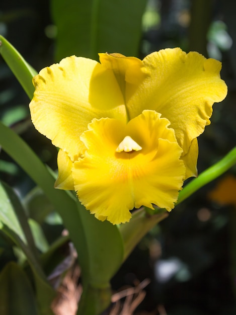 Flor de orquidea amarilla