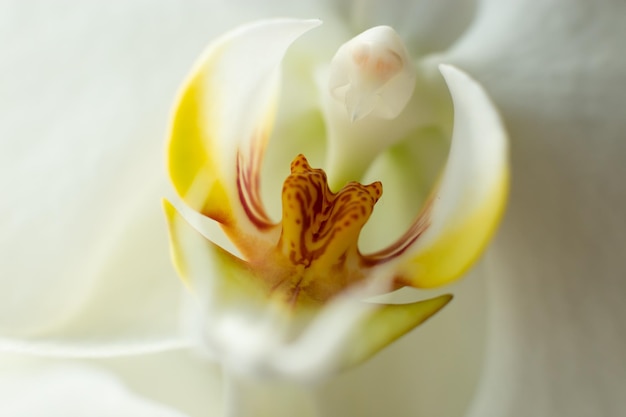 Flor de orquídea blanca de cerca foto macro Foto sensual con orquídea para diseño de tarjeta