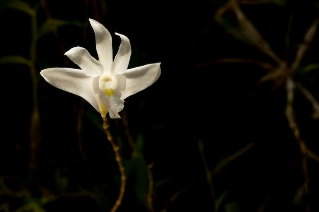 Flor de orquídea blanca florece en la noche.