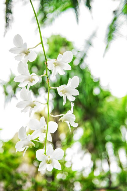 Flor de orquídea blanca con plantas tropicales verdes. Enfoque selectivo