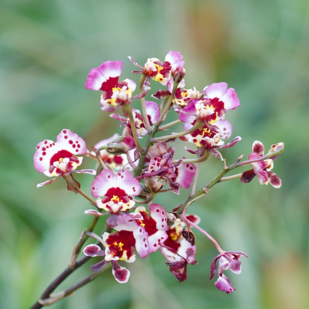 Flor de orquídea blanca rosada de Oncidium