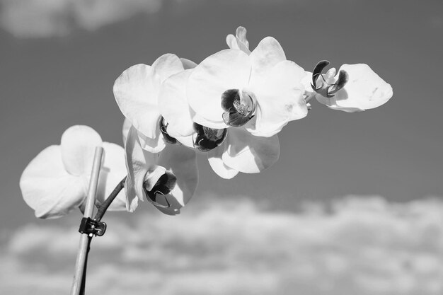 Flor de orquídea blanca sobre fondo de cielo azul Flor de orquídea Phalaenopsis Fondo floral