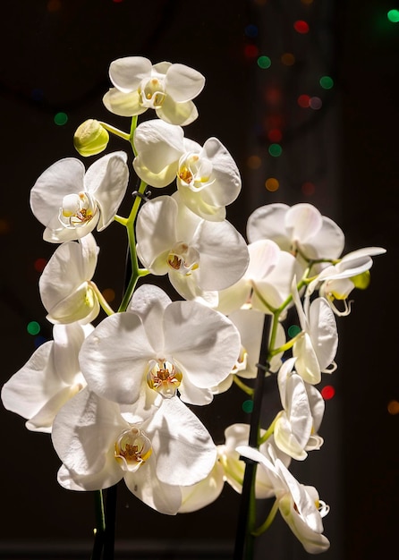 Flor de orquídea blanca sobre un fondo oscuro con luces de colores