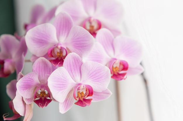 Flor de orquídea blanca con vetas moradas
