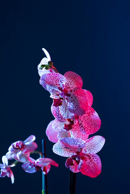 Flor de la orquídea contra el fondo azul.