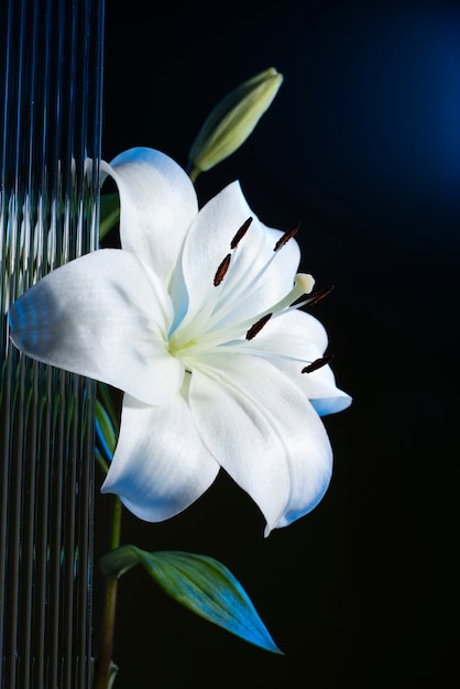 Foto flor de la orquídea contra el fondo negro