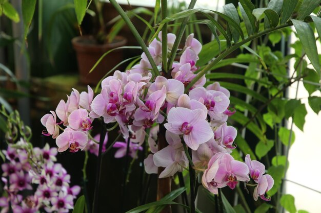 flor, orquídea, cymbidium, cicatrizarse, plano de fondo