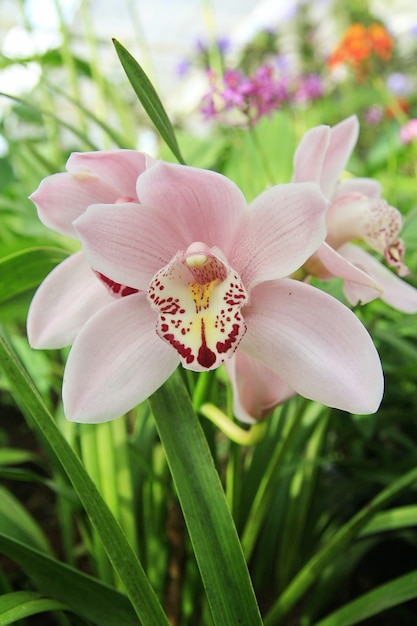 Foto flor de la orquídea cymbidium en el jardín,