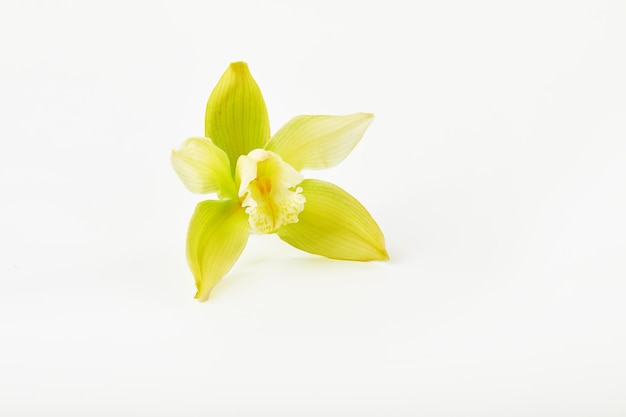 Flor de la orquídea Cymbidium sobre fondo blanco.