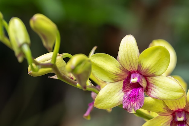 Foto la flor de la orquídea dendrobium florece en la decoración de primavera la belleza de la naturaleza una rara orquídea salvaje decorada en un jardín tropical