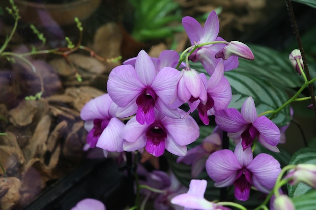 Flor orquídea dendrobium phalaenopsis fondo