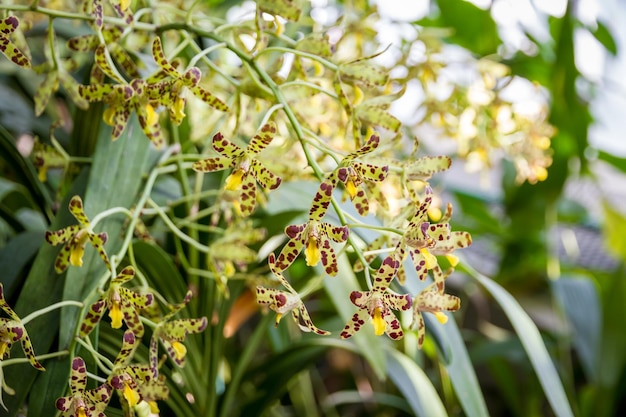 Flor de orquídea Escorpio amarillo y marrón