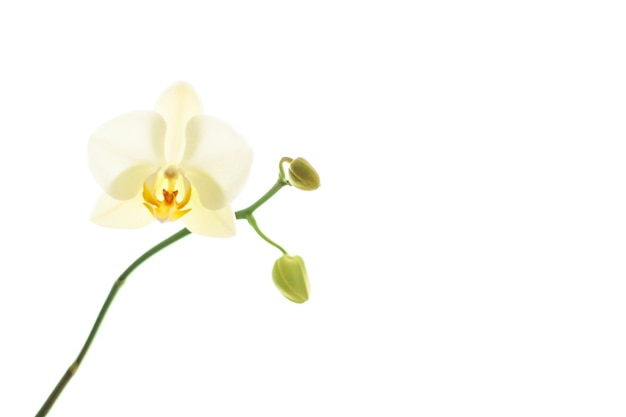 Flor de orquídea en flor fondo de arte floral abstracto
