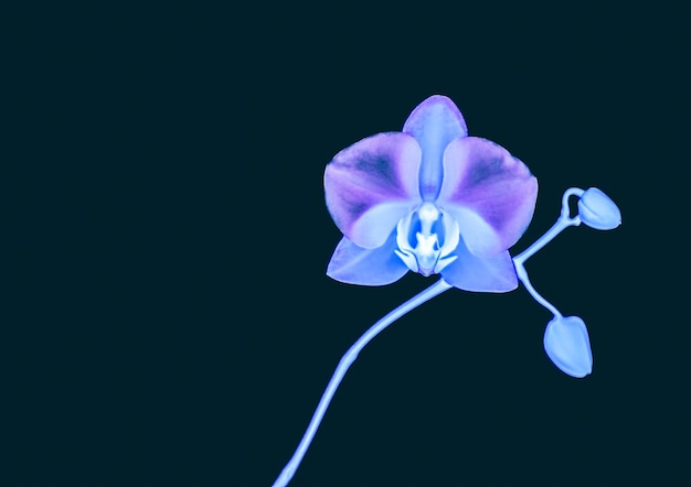 Flor de orquídea en flor fondo de arte floral abstracto