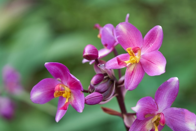 Flor de orquídea Flor en el jardín de flores