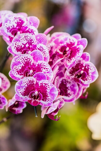 Foto flor de la orquídea en flor en el jardín