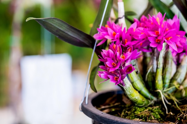 flor de la orquídea en flor en el jardín