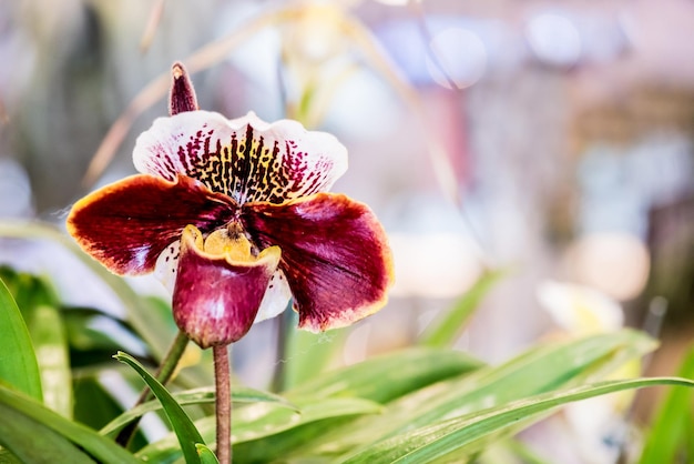 flor de la orquídea en flor en el jardín