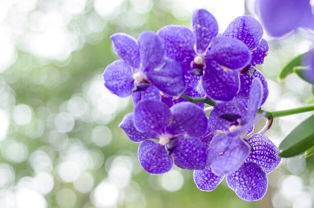 Flor de orquídea con fondo borroso