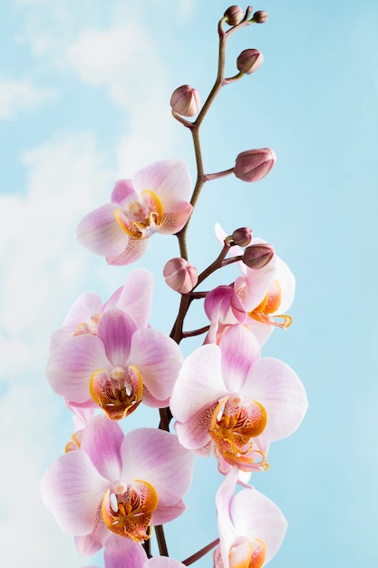 Flor de la orquídea en el fondo gris.