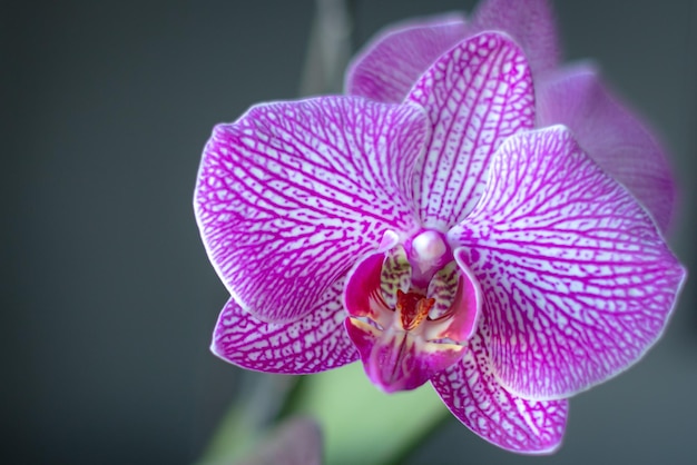 Flor de orquídea fucsia Flor de cerca Patrón de pétalos Planta exótica