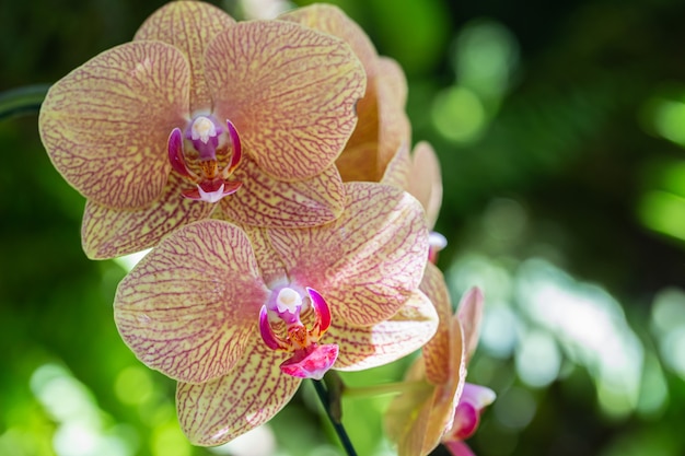 Flor de la orquídea en el jardín en invierno o día de primavera. Phalaenopsis Orchidaceae