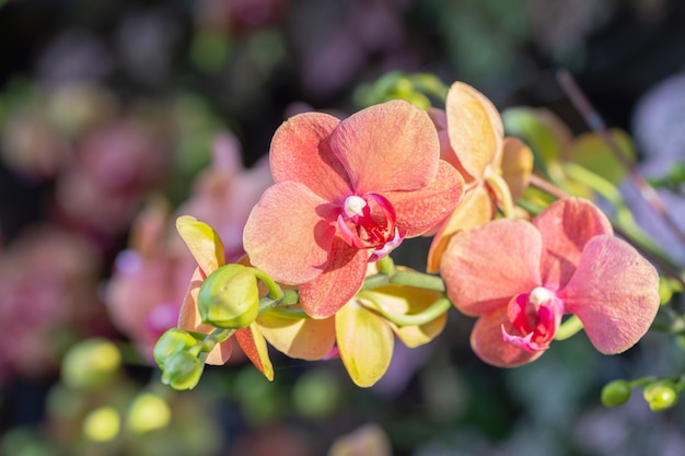 Flor de la orquídea en el jardín en invierno o día de primavera.