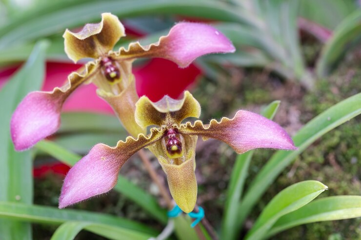 Flor de la orquídea en jardín en invierno o primavera.