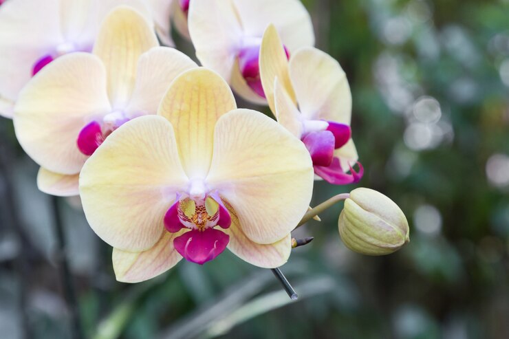 Flor de la orquídea en el jardín de la orquídea en el invierno o día de primavera para la belleza de la postal