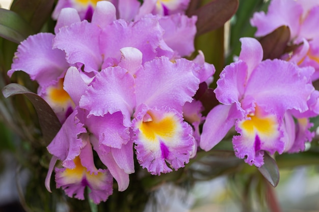 Foto flor de la orquídea en el jardín de la orquídea en invierno o día de primavera. cattleya orchidaceae.