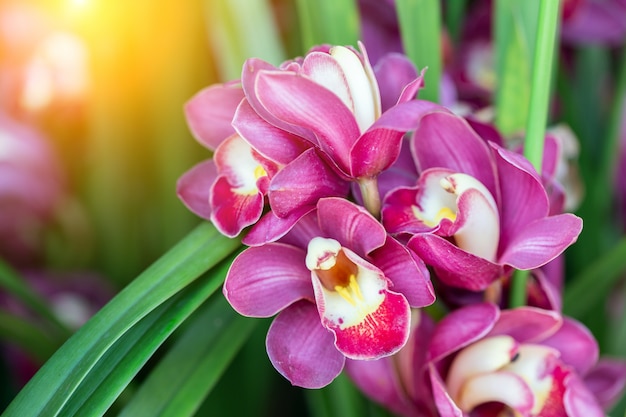 Flor de la orquídea en jardín de la orquídea en el invierno o el día de primavera para el diseño de concepto de la belleza y de la agricultura. Orchidaceae Cymbidium.
