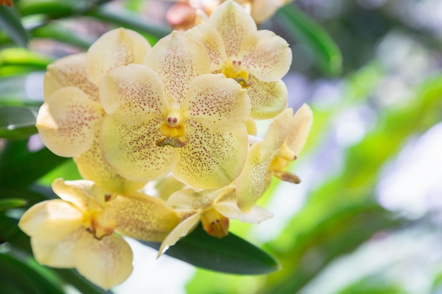 Flor de la orquídea en el jardín de la orquídea en invierno o día de primavera. Orquídea Vanda.
