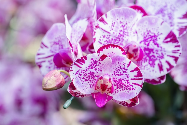 Flor de la orquídea en el jardín de la orquídea en invierno o día de primavera. Phalaenopsis Orchidaceae.