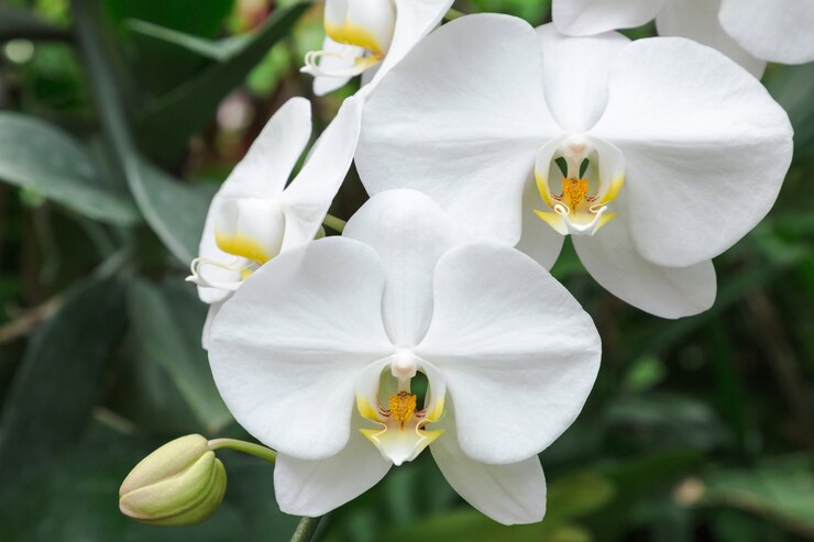 Flor de la orquídea en jardín de orquídeas en invierno o día de primavera. Phalaenopsis Orchid o Moth Orchid