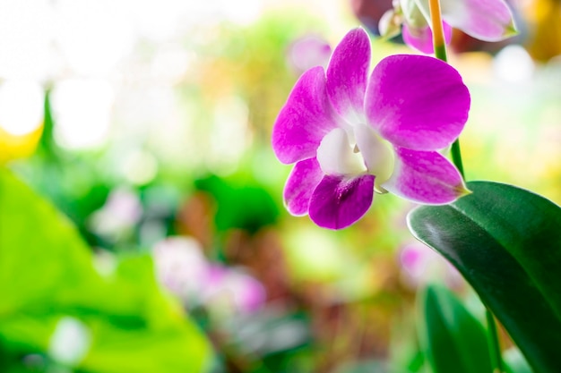 Flor de orquídea en el jardín de orquídeas en invierno o primavera Flor de orquídea para diseño de belleza y agricultura de postal Hermosa flor de orquídea en el jardín en plena floración en la granja en la naturaleza verde desenfoque backgro