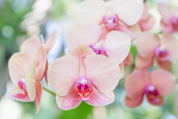 Flor de orquídea en el jardín de orquídeas