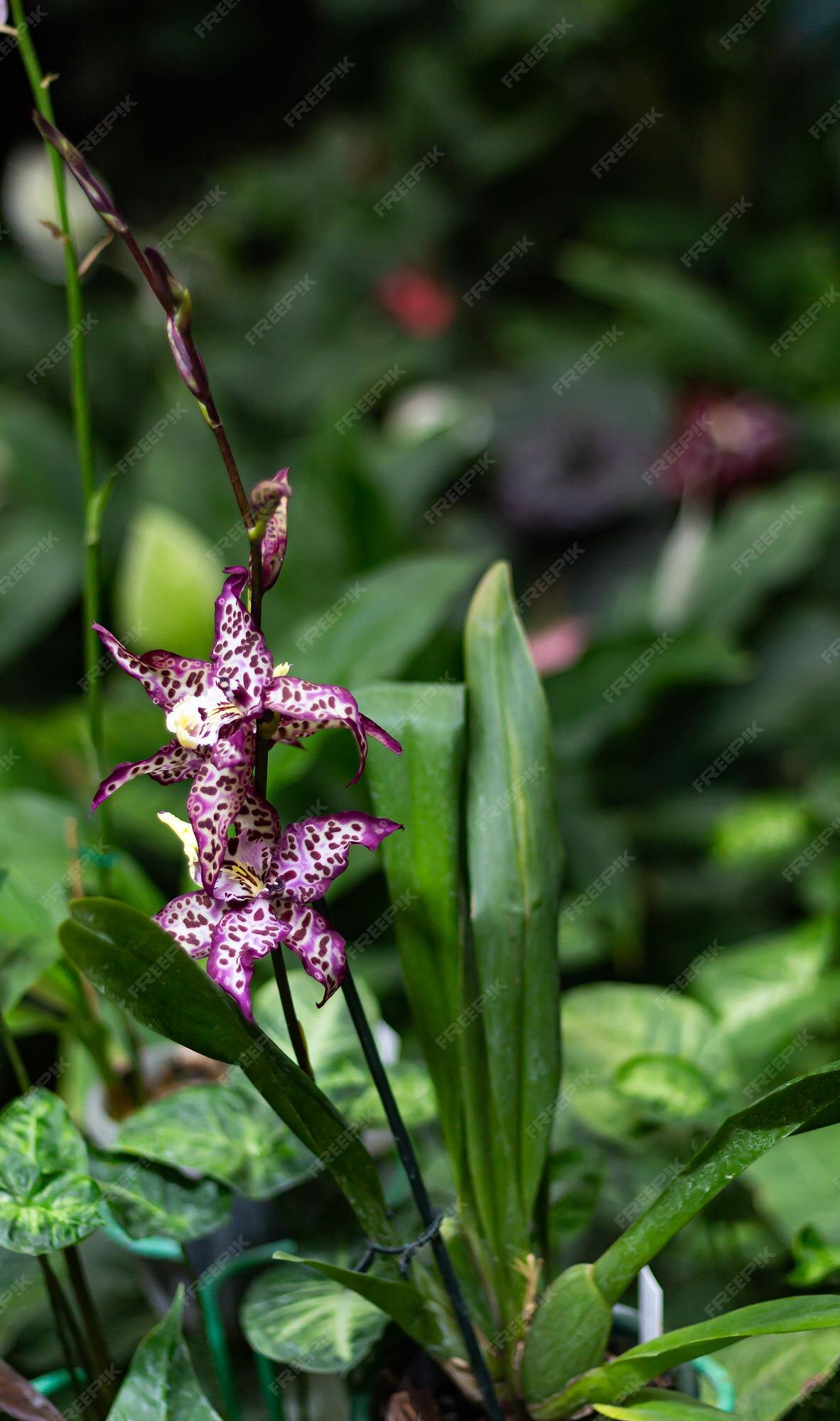 Flor de orquídea en jardín tropical sobre fondo verde borroso orquídea de  flor morada con poca profundidad de campo enfoque selectivo | Foto Premium