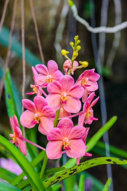Flor de la orquídea en el jardín tropical.