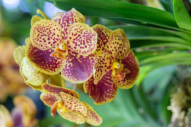 Foto flor de orquídea en jardín