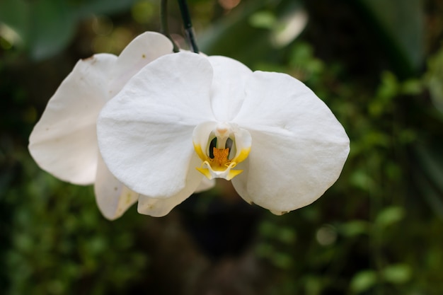 Flor de orquidea en el jardin