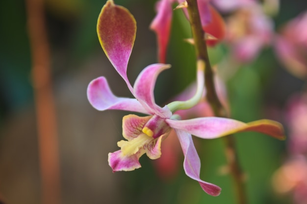 Flor de orquídea en el jardín