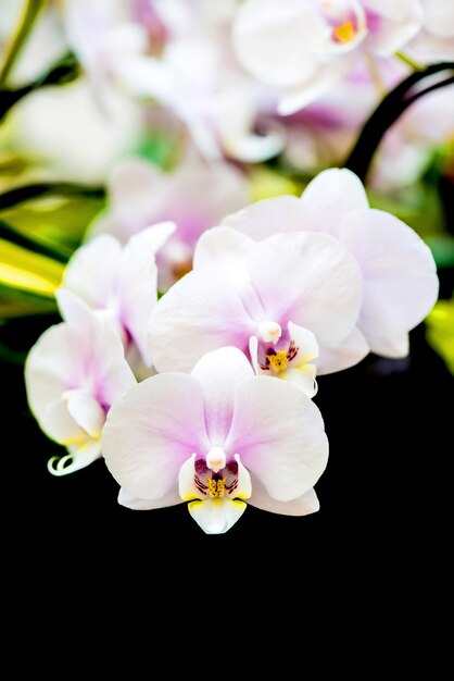 Flor de orquídea en el jardín