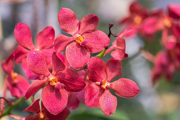 Flor de la orquídea de Mokara en jardín.