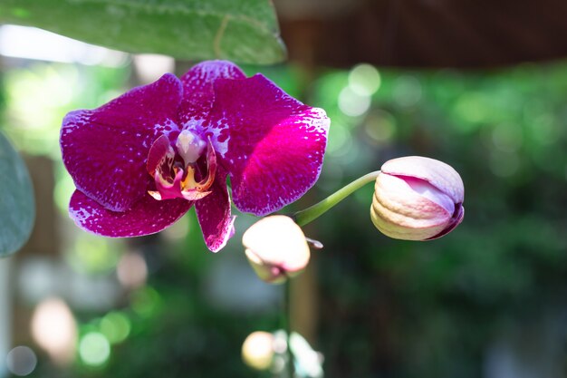 Flor de orquidea morada en el jardin