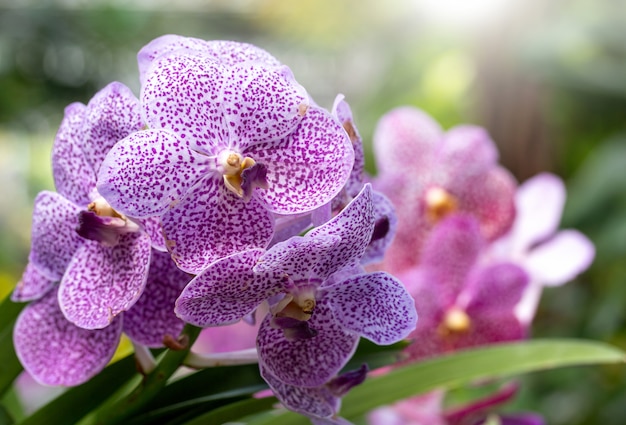 Flor de orquidea morada