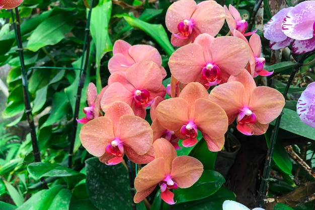 Flor de la orquídea naranja en el jardín en invierno Orquídea Phalaenopsis.