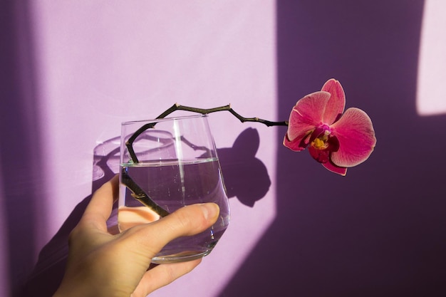 Flor de la orquídea de Narbona en un jarrón de cristal en la mano