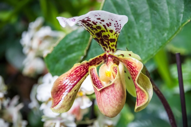 Flor de orquídea Paphiopedilum híbrido americano